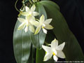 Photo : Phalaenopsis violacea