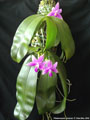 Photo : Phalaenopsis violacea