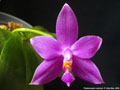 Photo : Phalaenopsis violacea