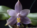 Photo : Phalaenopsis violacea