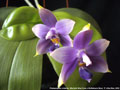 Photo : Phalaenopsis violacea