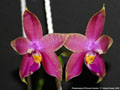 Photo : Phalaenopsis Princess Kaiulani