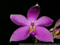 Photo : Phalaenopsis Germaine Vincent