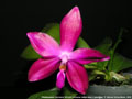 Photo : Phalaenopsis Germaine Vincent