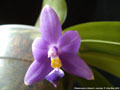 Photo : Phalaenopsis violacea