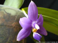 Photo : Phalaenopsis violacea
