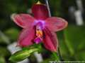 Photo : Phalaenopsis Penang Girl