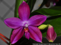 Photo : Phalaenopsis Germaine Vincent