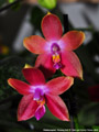 Photo : Phalaenopsis Penang Girl