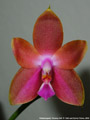 Photo : Phalaenopsis Penang Girl