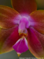 Photo : Phalaenopsis Penang Girl