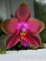 Photo : Phalaenopsis Penang Girl
