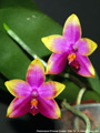 Photo : Phalaenopsis Princess Kaiulani