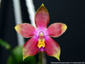 Photo : Phalaenopsis Princess Kaiulani