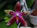 Photo : Phalaenopsis Corning's Violet