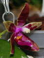 Photo : Phalaenopsis Corning's Violet