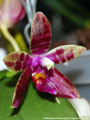 Photo : Phalaenopsis Corning's Violet