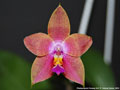 Photo : Phalaenopsis Penang Girl