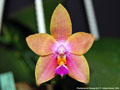 Photo : Phalaenopsis Penang Girl