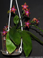 Photo : Phalaenopsis Princess Kaiulani
