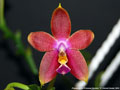 Photo : Phalaenopsis Princess Kaiulani