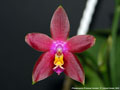 Photo : Phalaenopsis Princess Kaiulani