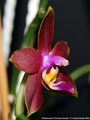Photo : Phalaenopsis Princess Kaiulani