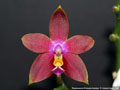 Photo : Phalaenopsis Princess Kaiulani