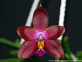 Photo : Phalaenopsis Princess Kaiulani