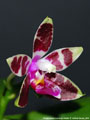 Photo : Phalaenopsis Corning's Violet