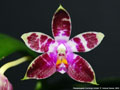 Photo : Phalaenopsis Corning's Violet