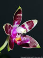 Photo : Phalaenopsis Corning's Violet