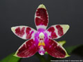 Photo : Phalaenopsis Corning's Violet