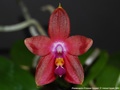 Photo : Phalaenopsis Princess Kaiulani