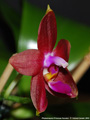 Photo : Phalaenopsis Princess Kaiulani