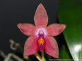 Photo : Phalaenopsis Princess Kaiulani