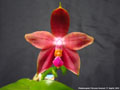 Photo : Phalaenopsis Princess Kaiulani