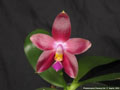 Photo : Phalaenopsis Penang Girl