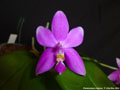 Photo : Phalaenopsis violacea