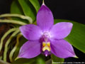 Photo : Phalaenopsis violacea