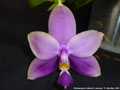 Photo : Phalaenopsis violacea