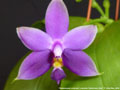 Photo : Phalaenopsis violacea