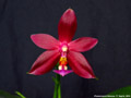 Photo : Phalaenopsis Malacea