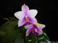 Photo : Phalaenopsis violacea