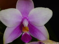 Photo : Phalaenopsis violacea