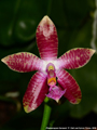 Photo : Phalaenopsis Gersenii