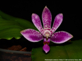 Photo : Phalaenopsis Alfinia