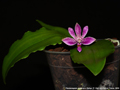 Photo : Phalaenopsis Alfinia
