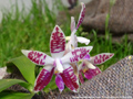 Photo : Phalaenopsis Corning's Violet