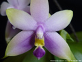 Photo : Phalaenopsis violacea